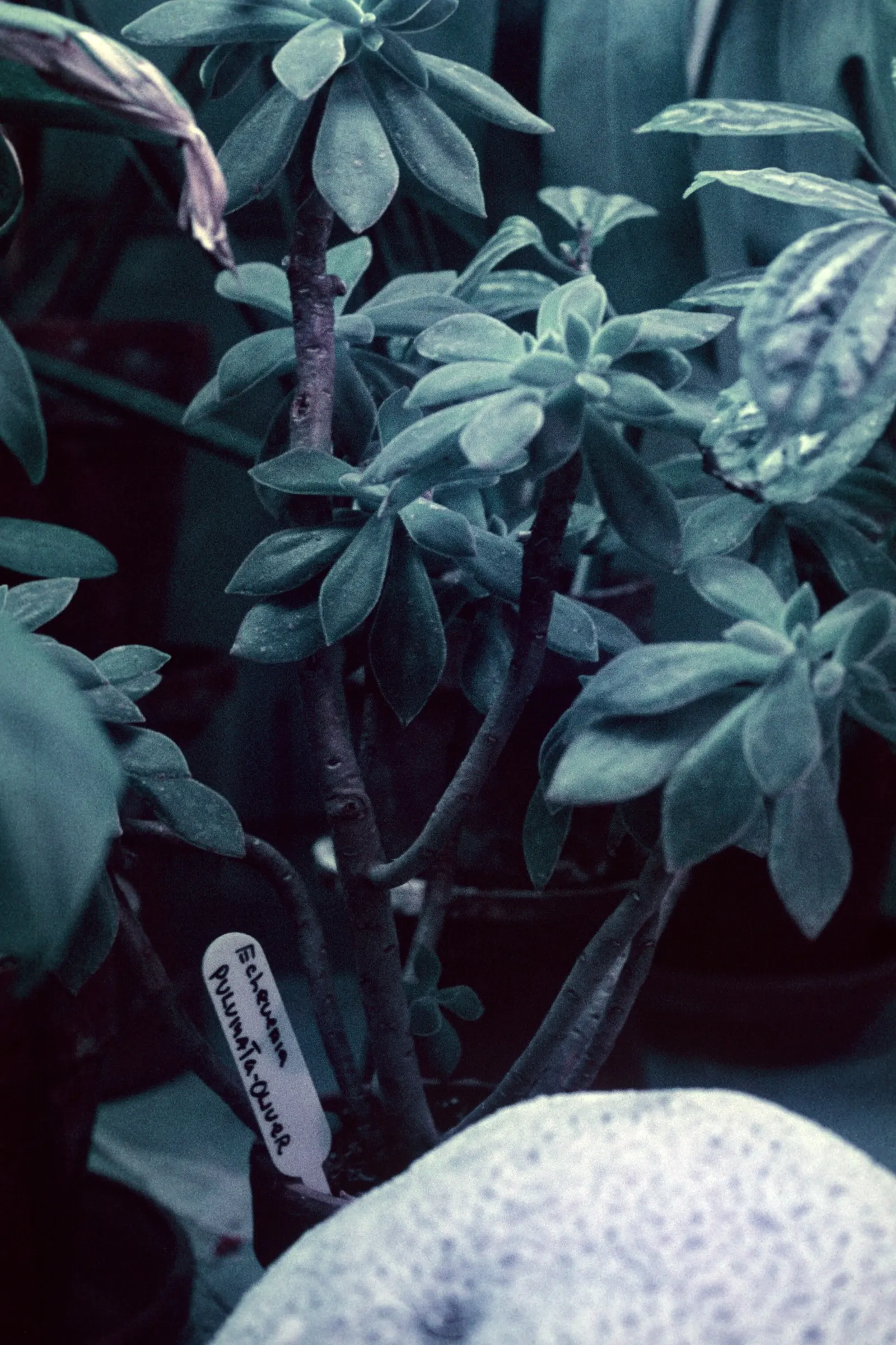 Chenille Plant (Acalypha hispida) — silver-green rosettes reaching up to 5 inches in diameter; silver-green leaves that are covered with fine hairs, image 146