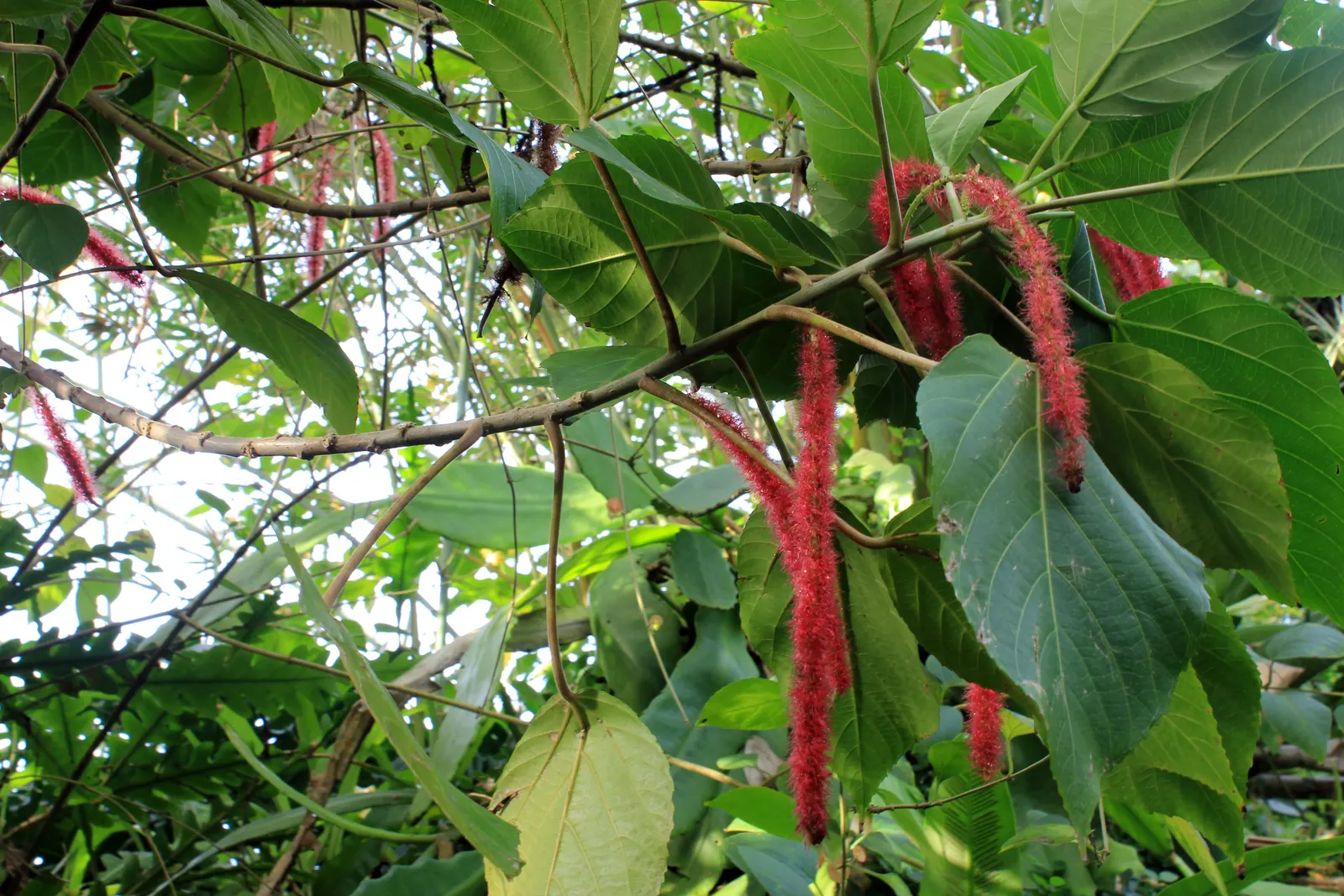 Chenille Plant (Acalypha hispida) — Its unique appearance is characterized by plush; maintain a watering schedule that allows the soil to dry out between
