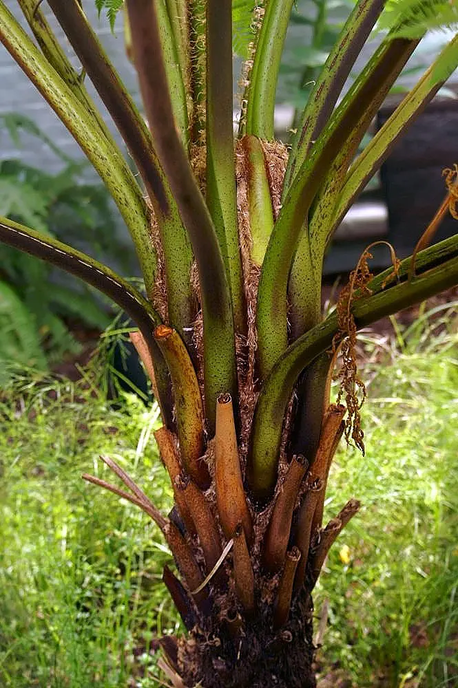 Australian Tree Fern (Cyathea cooperi) — If planted in regions prone to frost; its fronds unfurl gracefully to lengths of 6 to 10 feet, image 75