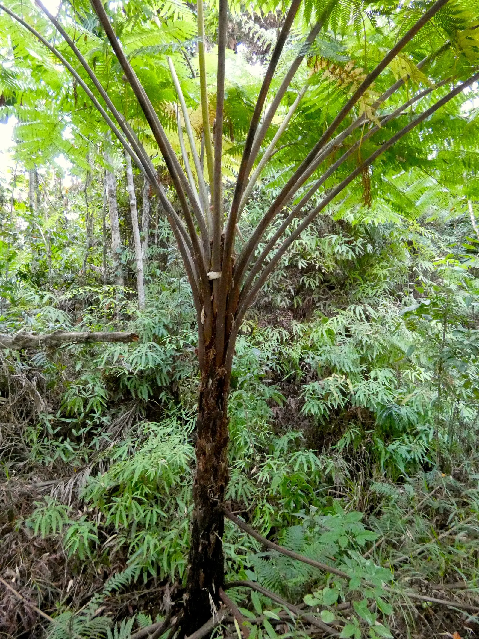 Australian Tree Fern (Cyathea cooperi) — This fast-growing fern thrives in USDA zones 9-11; though typically less in cultivated, image 83