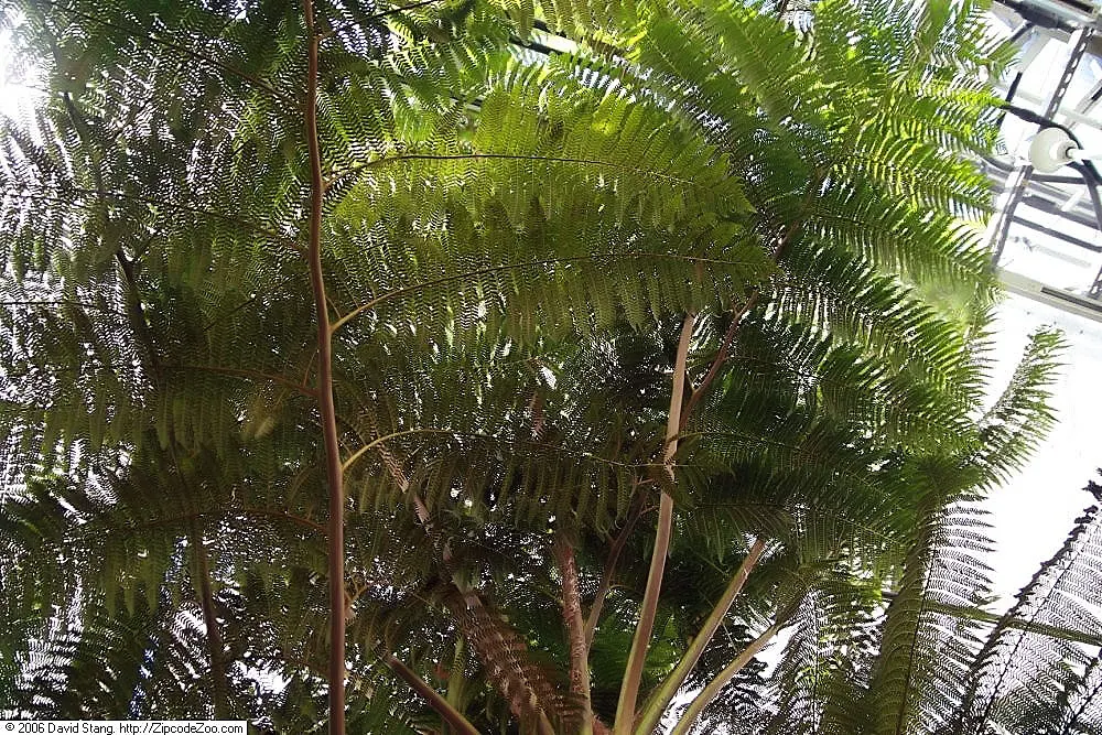 Australian Tree Fern (Cyathea cooperi) — to keep the soil evenly moist but not waterlogged; australian Tree Fern requires consistently moist, image 72
