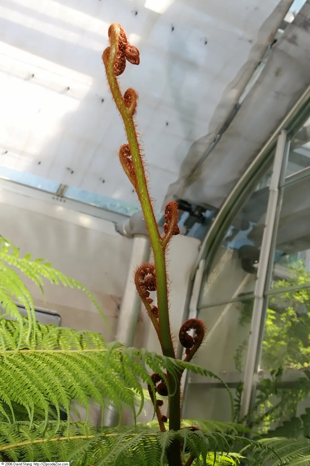 Australian Tree Fern (Cyathea cooperi) — Clients should be aware that although slow-growing; erect trunk that can grow to 12 inches in diameter, image 79