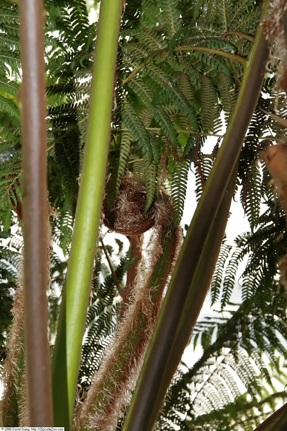 Australian Tree Fern (Cyathea cooperi) — especially during dry spells