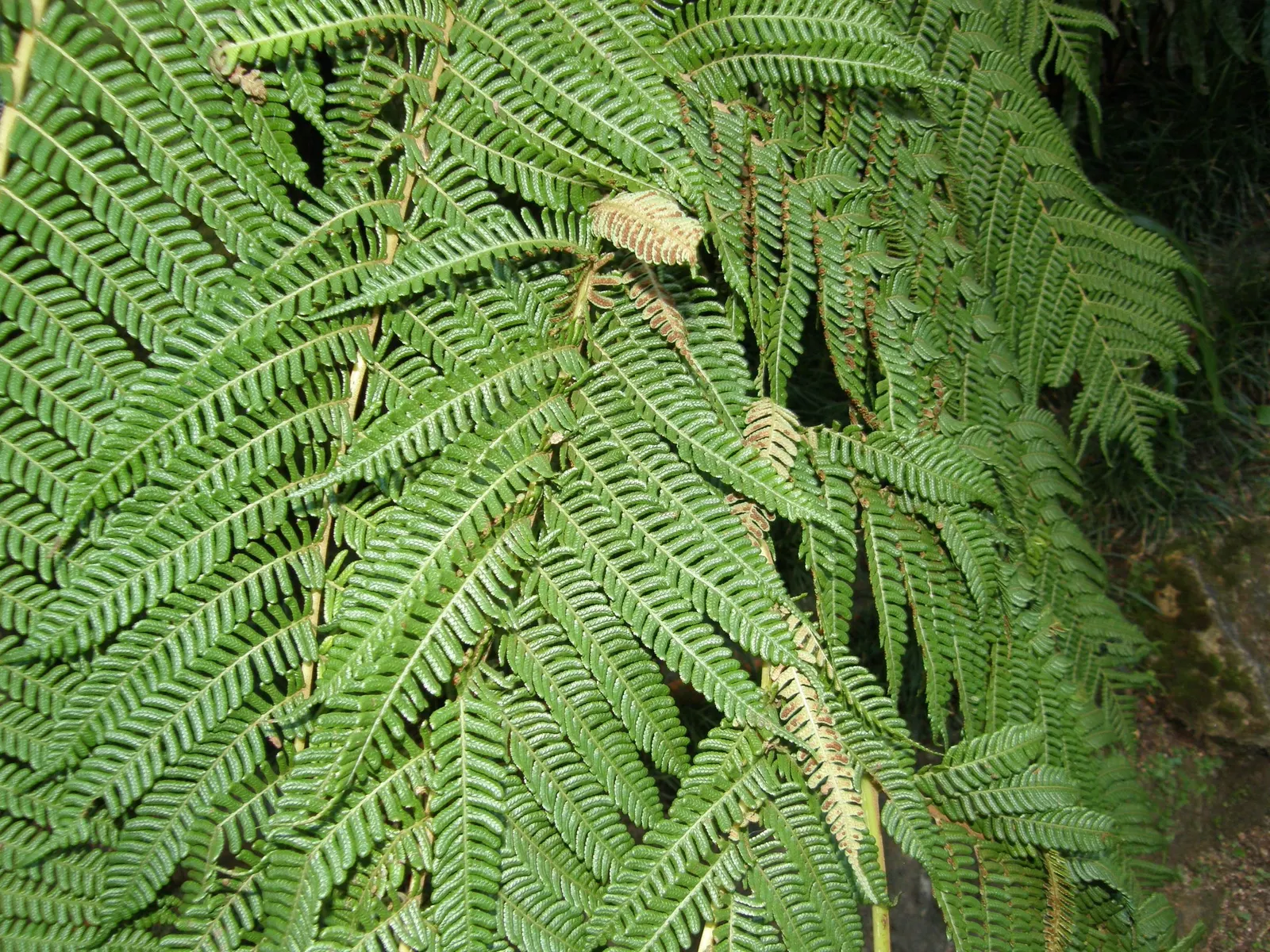 Australian Tree Fern (Cyathea cooperi) — the fern does not tolerate sustained temperatures below 20&deg;F; this fast-growing fern thrives in USDA, image 101
