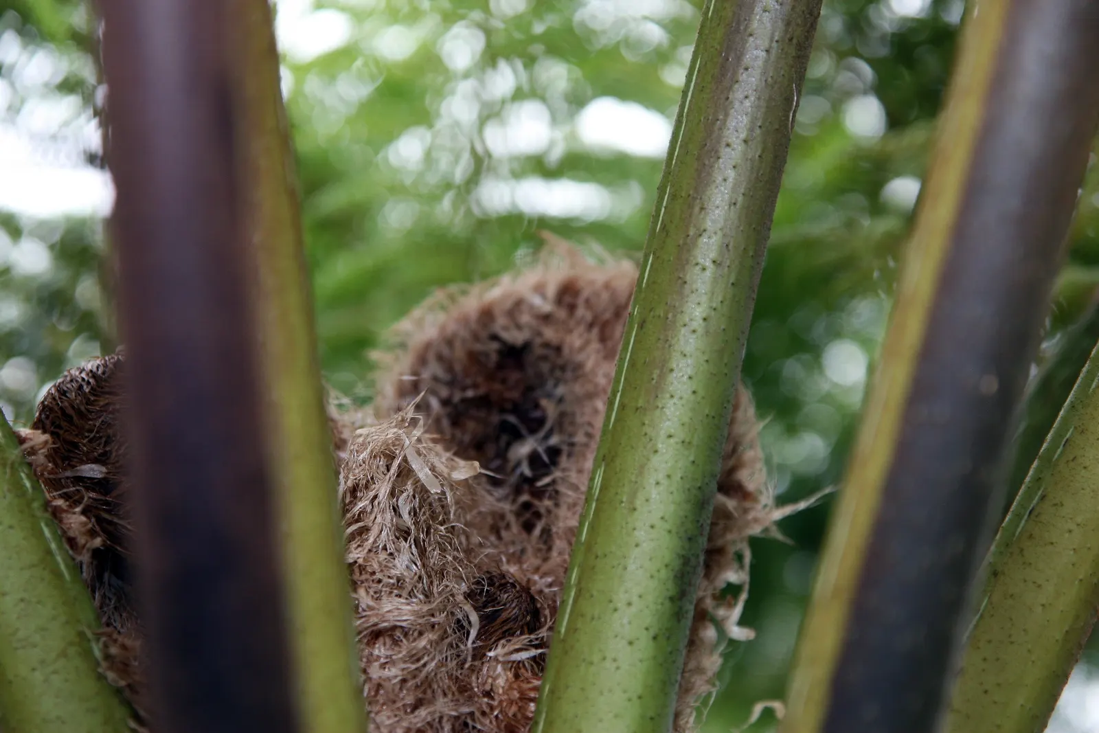 Australian Tree Fern (Cyathea cooperi) — ideal for creating a focal point, image 77