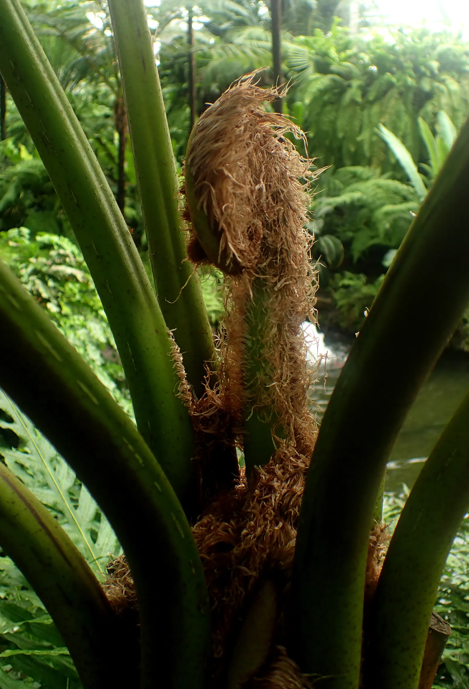 Australian Tree Fern (Cyathea cooperi) — If planted in regions prone to frost