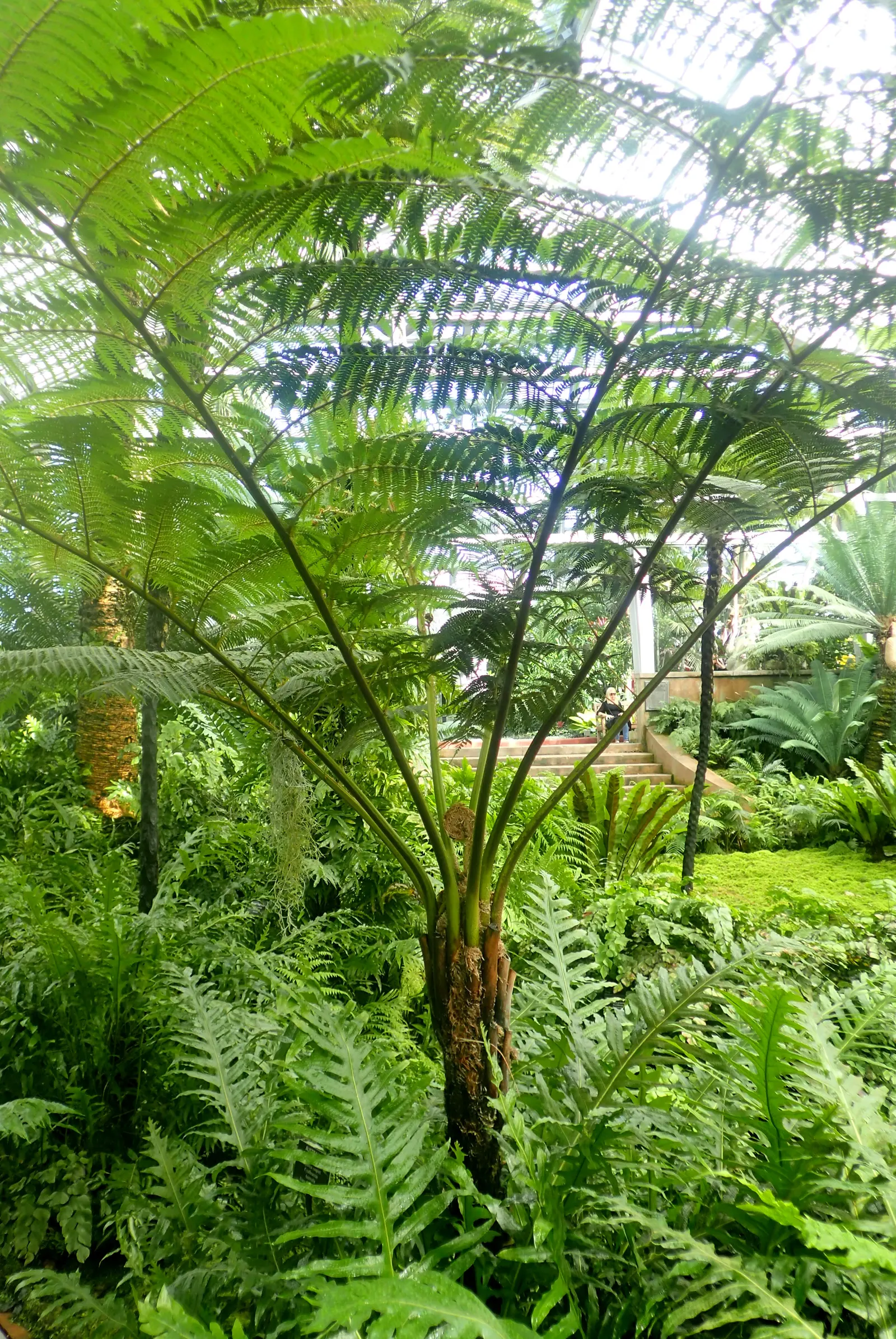 Australian Tree Fern (Cyathea cooperi) — preferring partial to full shade and consistently moist soil