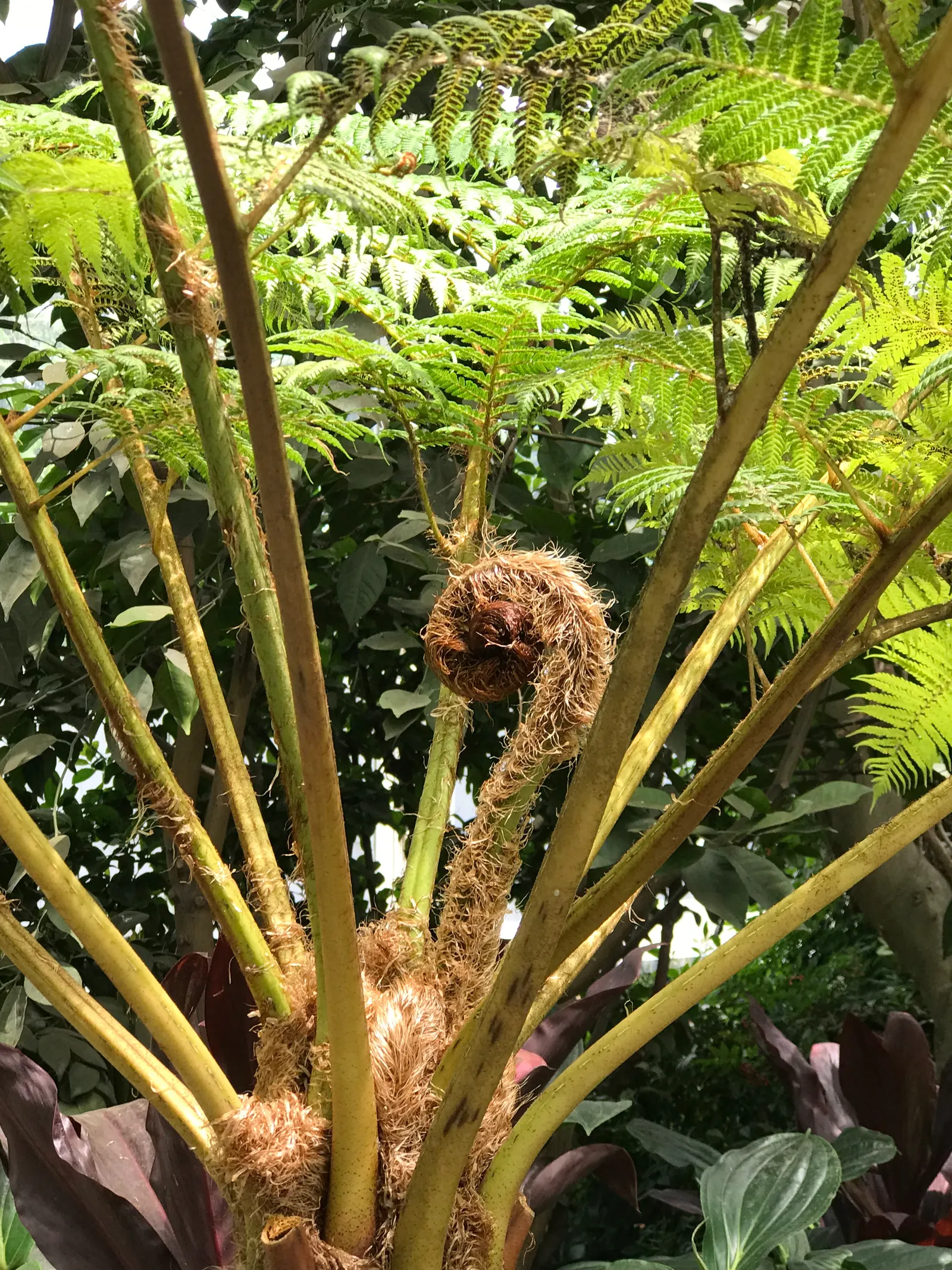 Australian Tree Fern (Cyathea cooperi) — preferring partial to full shade and consistently moist soil; to keep the soil evenly moist but not, image 84