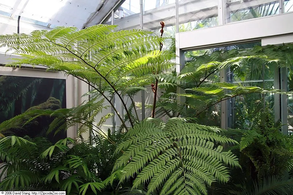 Australian Tree Fern (Cyathea cooperi) — tropical accent to any shaded landscape design