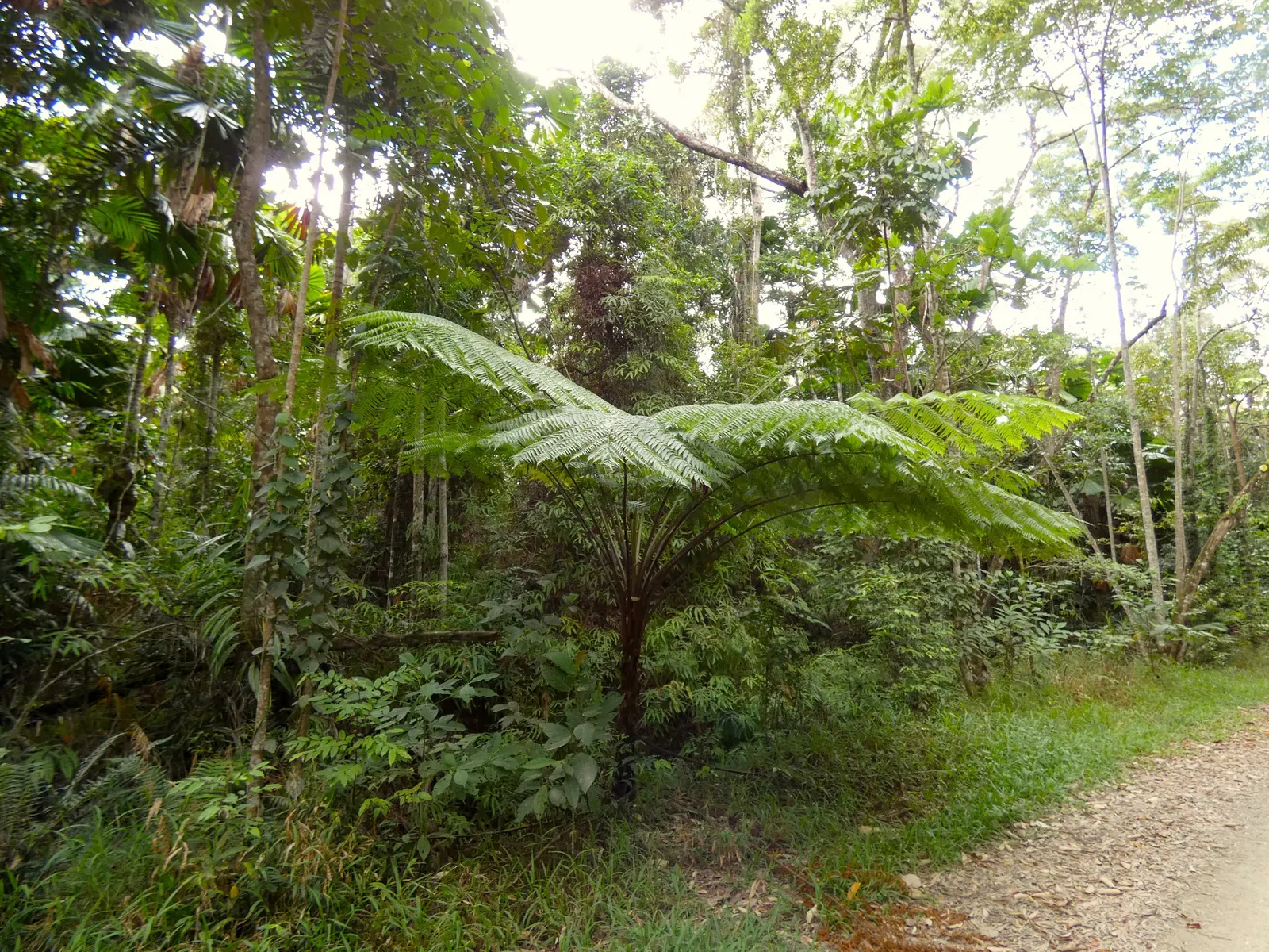 Australian Tree Fern (Cyathea cooperi) — with a spread of 12-15 feet, image 86
