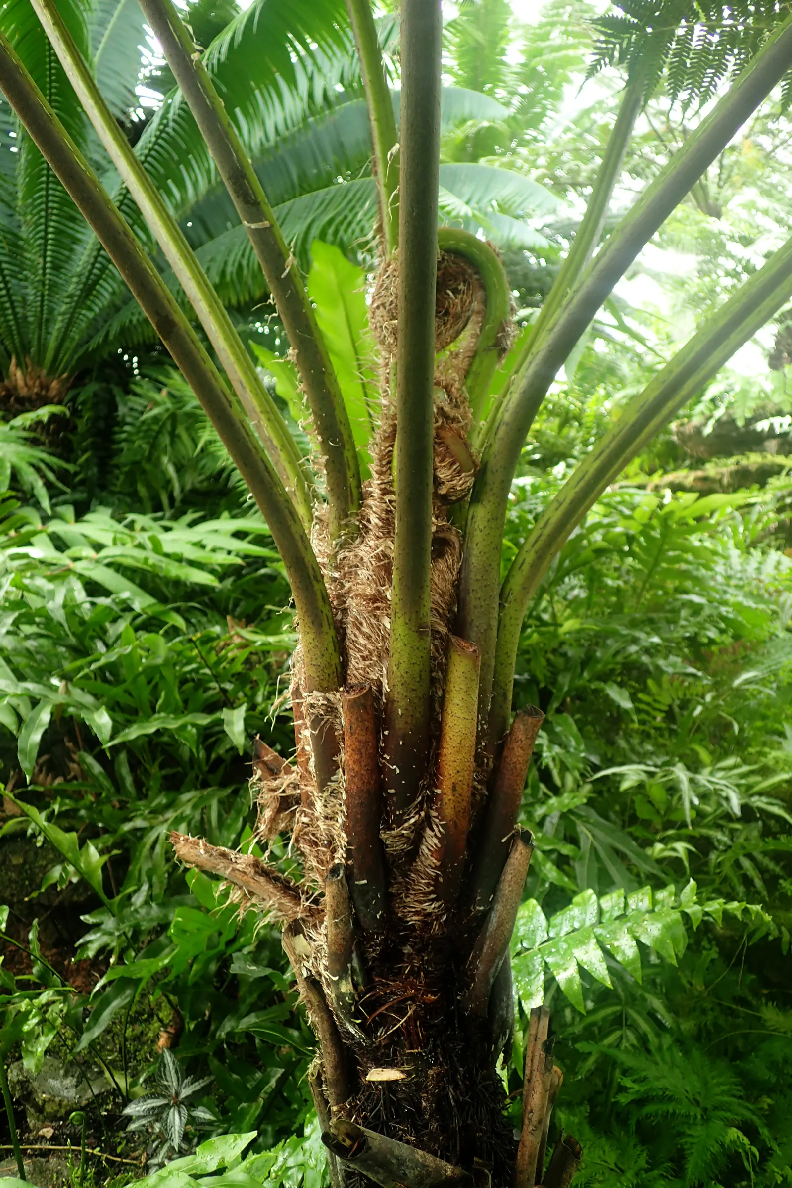 Australian Tree Fern (Cyathea cooperi) — the Australian Tree Fern offers an exotic touch with its feathery fronds and tree-like appearance; its, image 103
