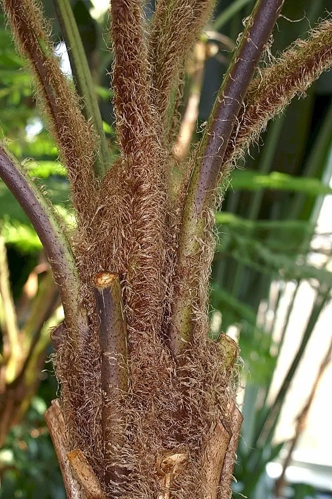 Australian Tree Fern (Cyathea cooperi) — Cyathea cooperi thrives in USDA Hardiness Zones 9 to 11; fern for half or shade, image 93