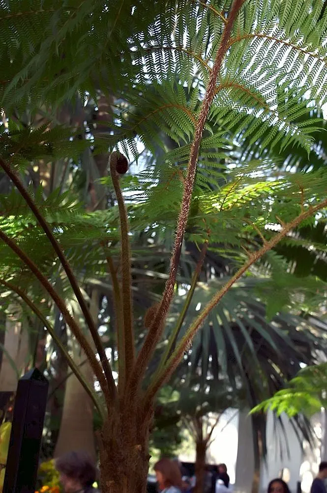 Australian Tree Fern (Cyathea cooperi) — or adding a tropical flair to the garden; preferring partial to full shade and consistently moist soil, image 78