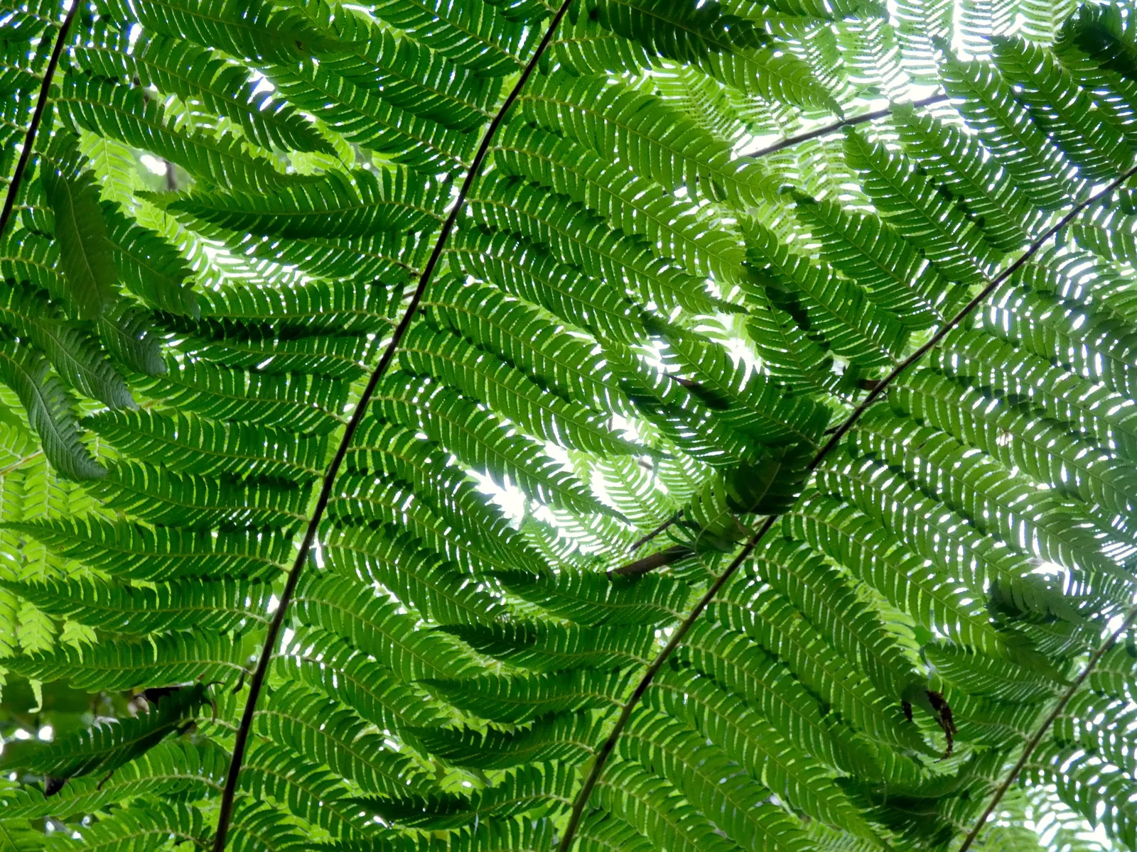Australian Tree Fern (Cyathea cooperi) — Clients should be aware that although slow-growing; erect trunk that can grow to 12 inches in diameter, image 106