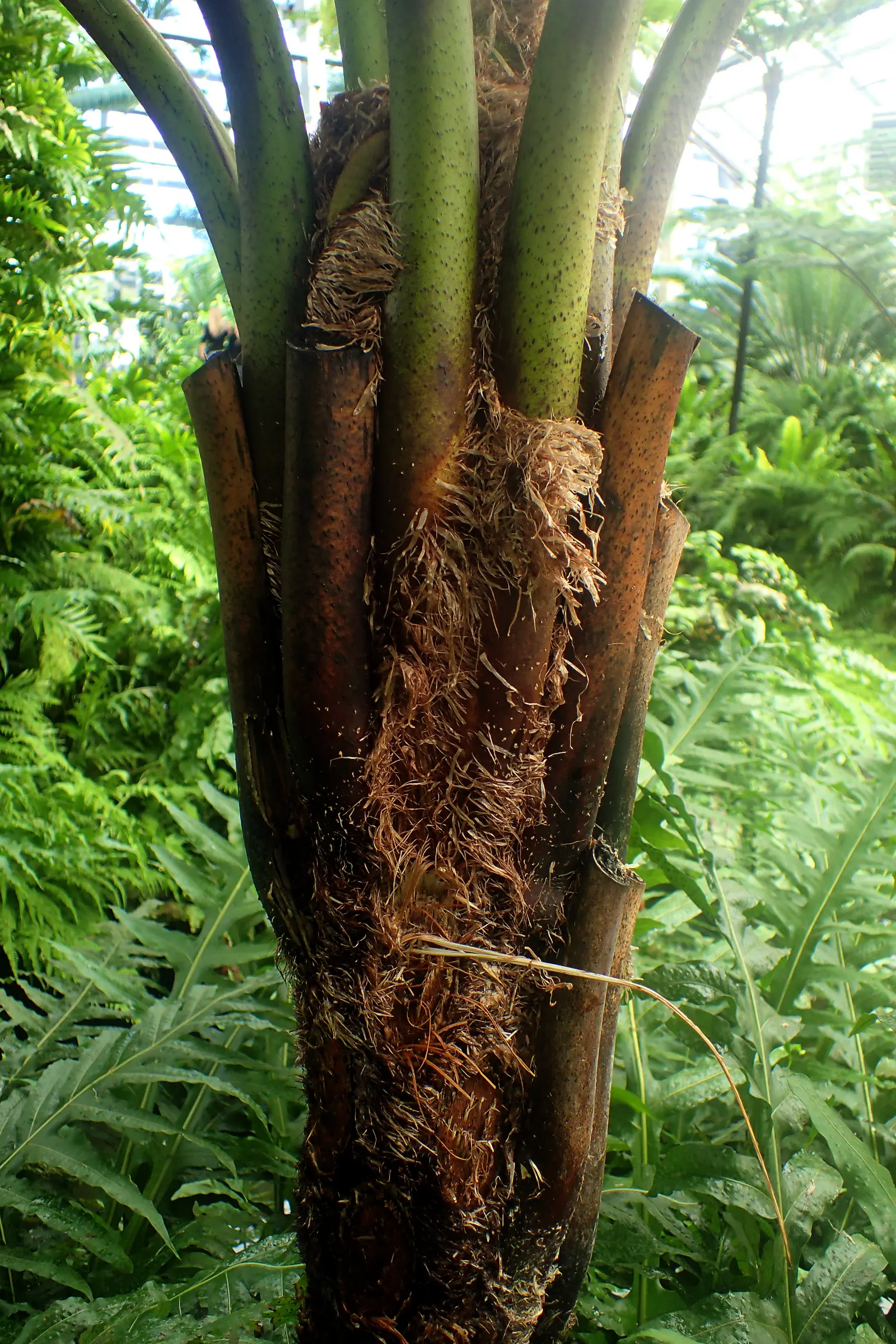 Australian Tree Fern (Cyathea cooperi) — to keep the soil evenly moist but not waterlogged