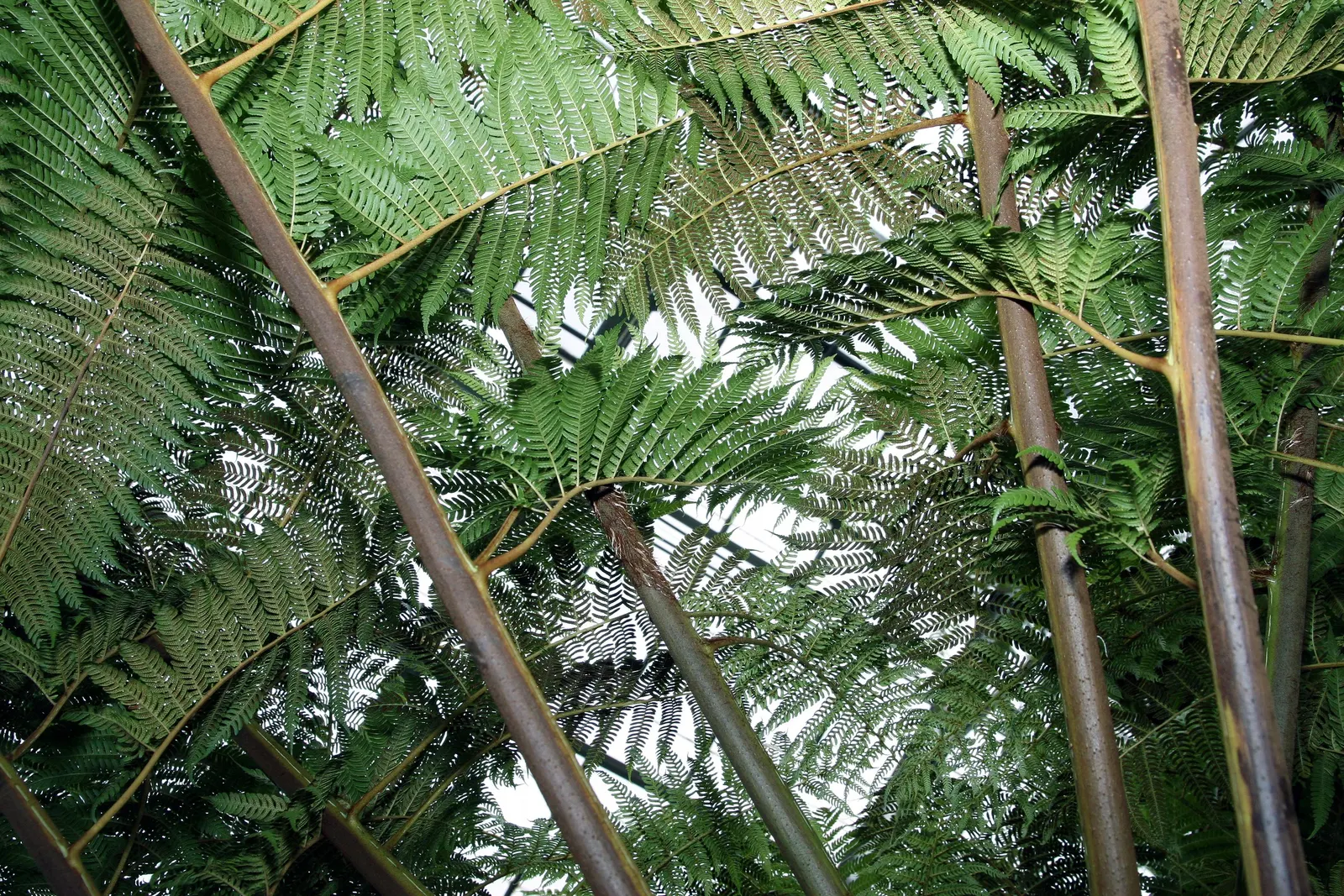 Australian Tree Fern (Cyathea cooperi) — A mature specimen can attain a height of about 15-20 feet