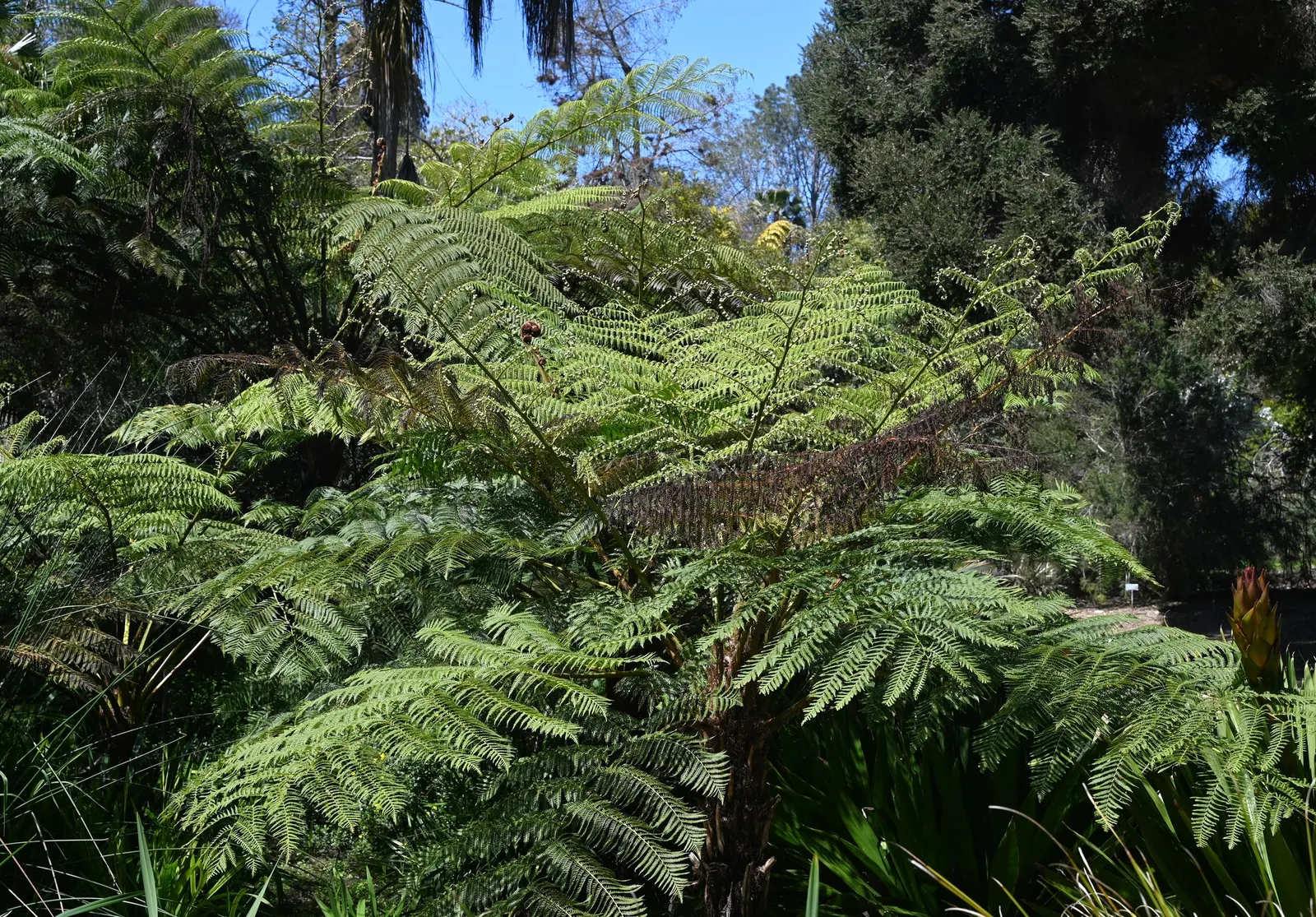 Australian Tree Fern (Cyathea cooperi) — or adding a tropical flair to the garden; preferring partial to full shade and consistently moist soil, image 105