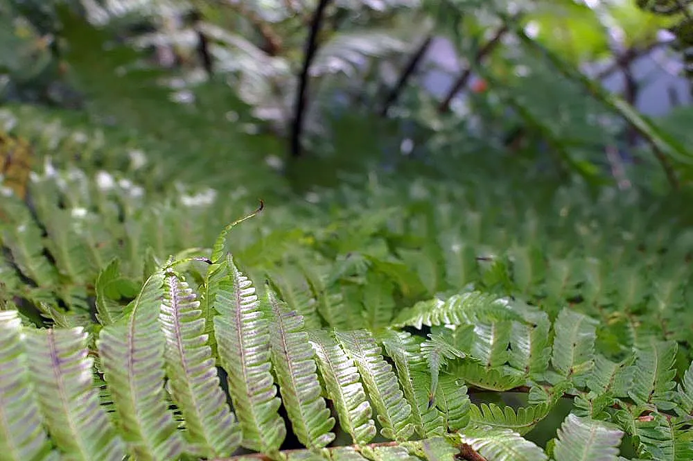 Australian Tree Fern (Cyathea cooperi) — fern for half or shade; or adding a tropical flair to the garden, image 81