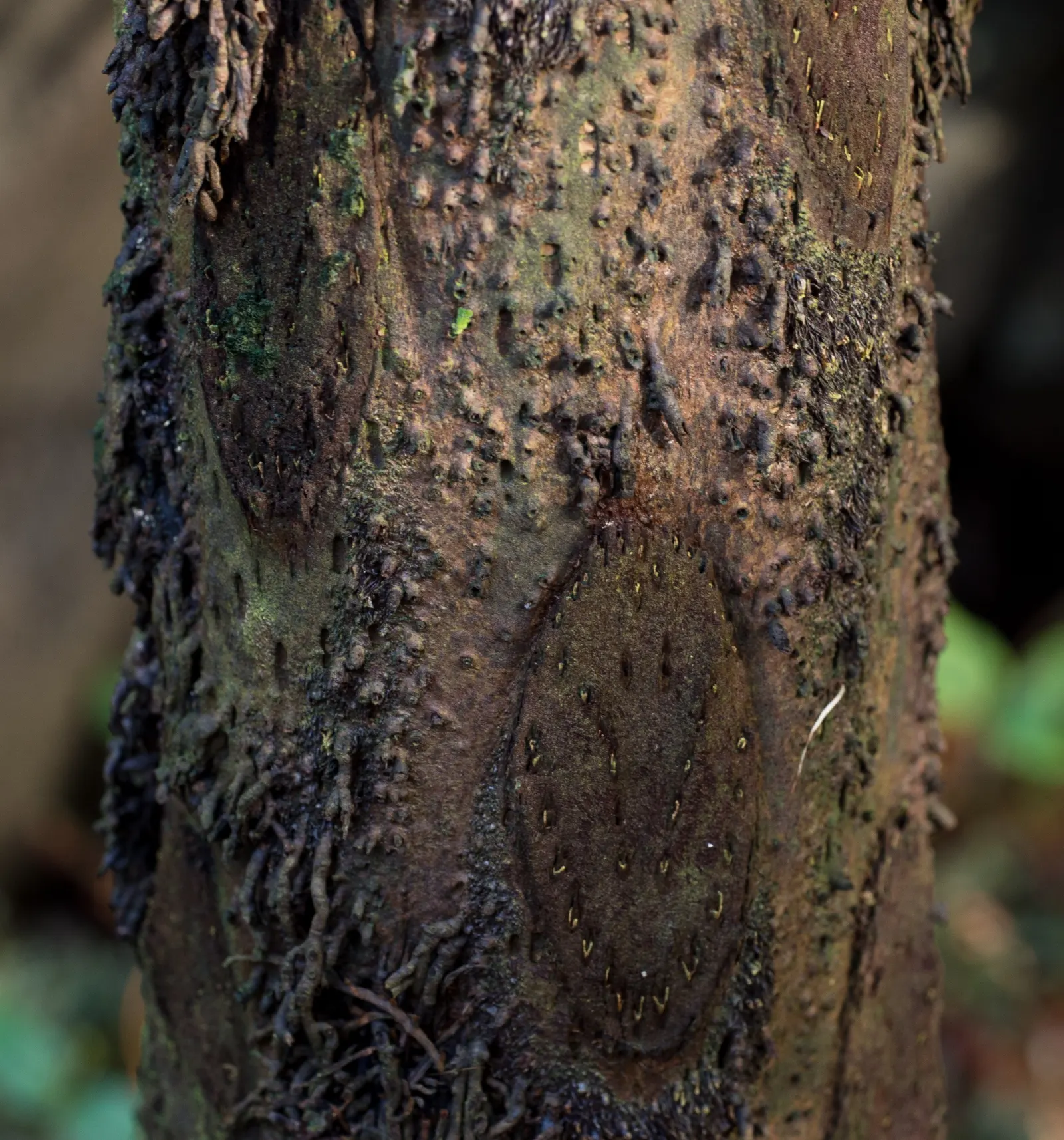 Australian Tree Fern (Cyathea cooperi) — Clients should be aware that although slow-growing