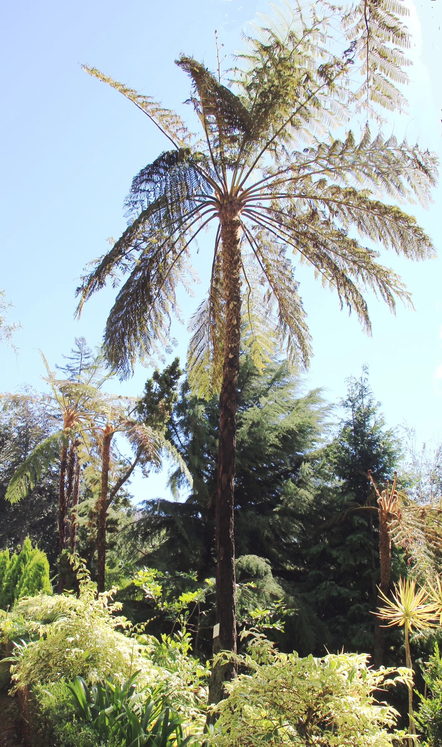 Australian Tree Fern (Cyathea cooperi) — especially during dry spells; this tree fern can reach a grand height of 15 to 30 feet with a spread of 10, image 98