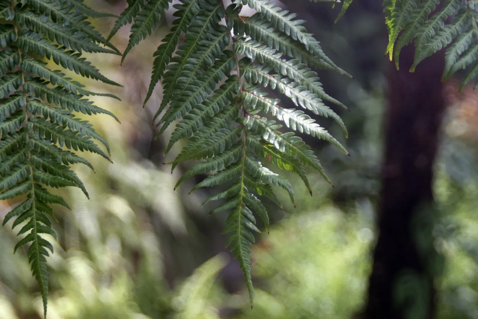 Australian Tree Fern (Cyathea cooperi) — is an elegant species featuring lush green fronds that can reach 10-15 feet in length
