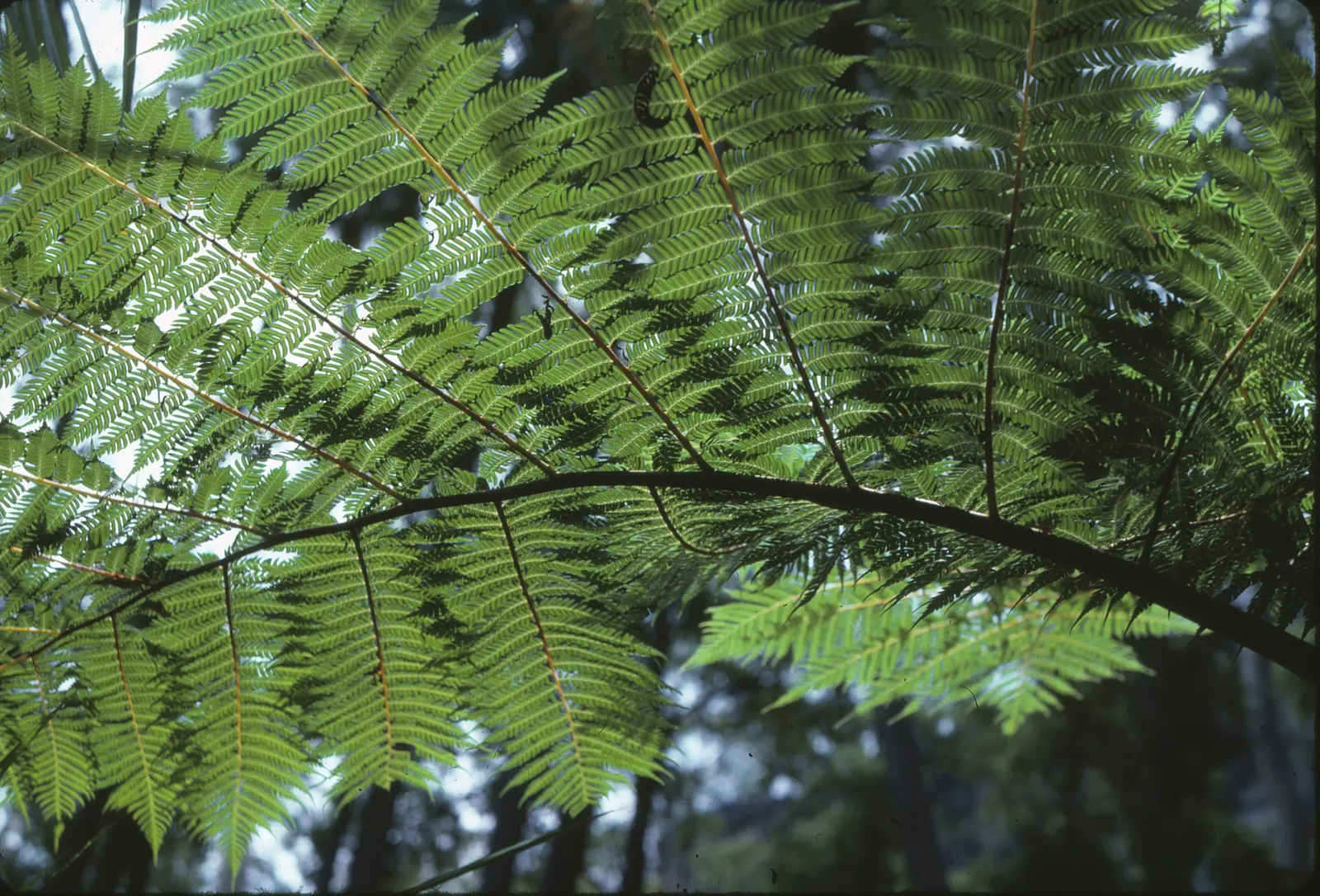 Australian Tree Fern (Cyathea cooperi) — tropical accent to any shaded landscape design; cyathea cooperi thrives in USDA Hardiness Zones 9 to 11, image 87