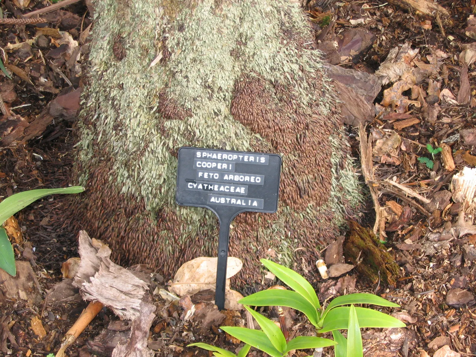Australian Tree Fern (Cyathea cooperi) — the Australian Tree Fern offers an exotic touch with its feathery fronds and tree-like appearance