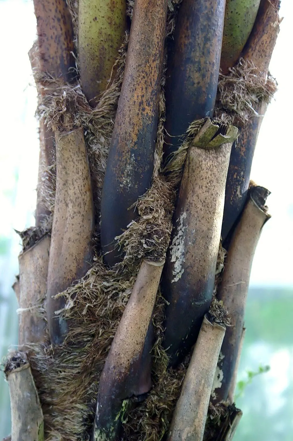 Australian Tree Fern (Cyathea cooperi) — ideal for creating a focal point, image 104