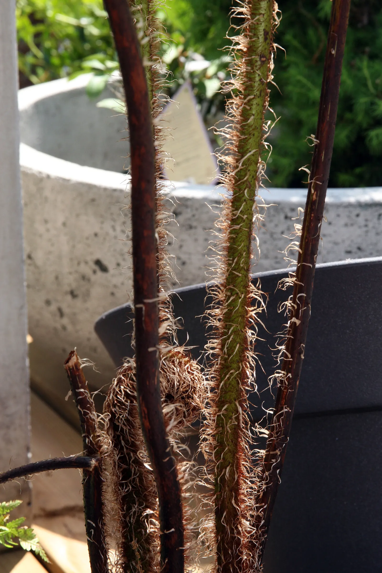 Australian Tree Fern (Cyathea cooperi) — If planted in regions prone to frost; its fronds unfurl gracefully to lengths of 6 to 10 feet, image 102