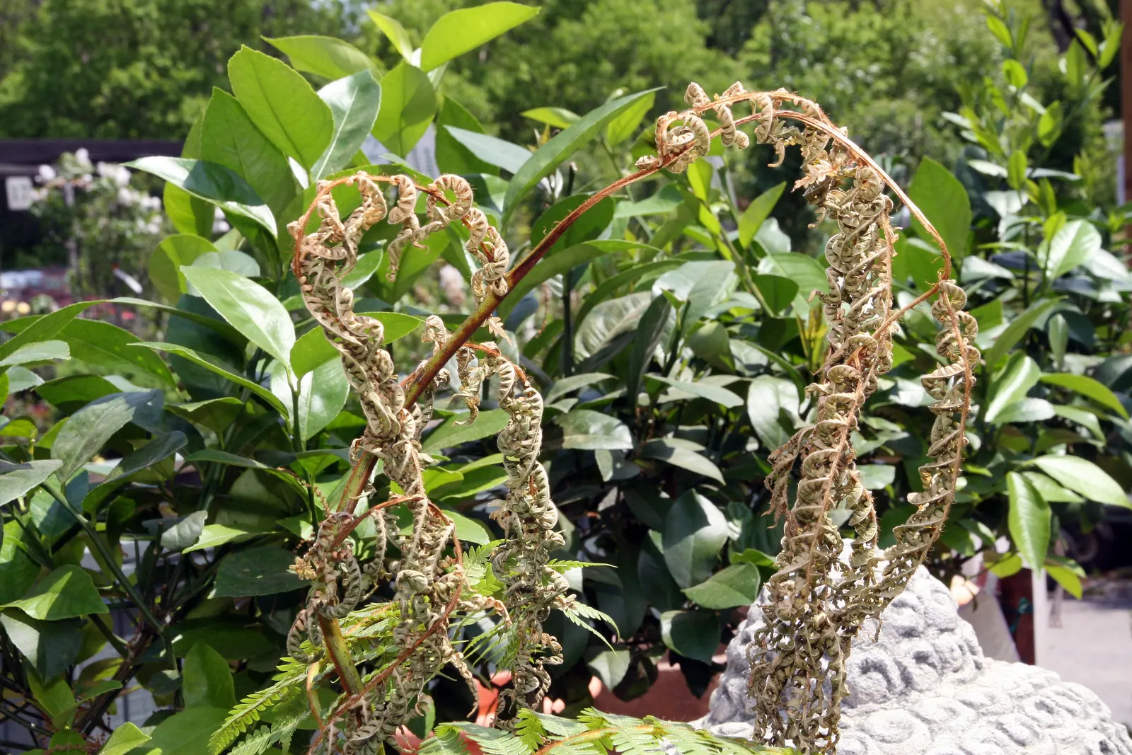 Australian Tree Fern (Cyathea cooperi) — This fast-growing fern thrives in USDA zones 9-11