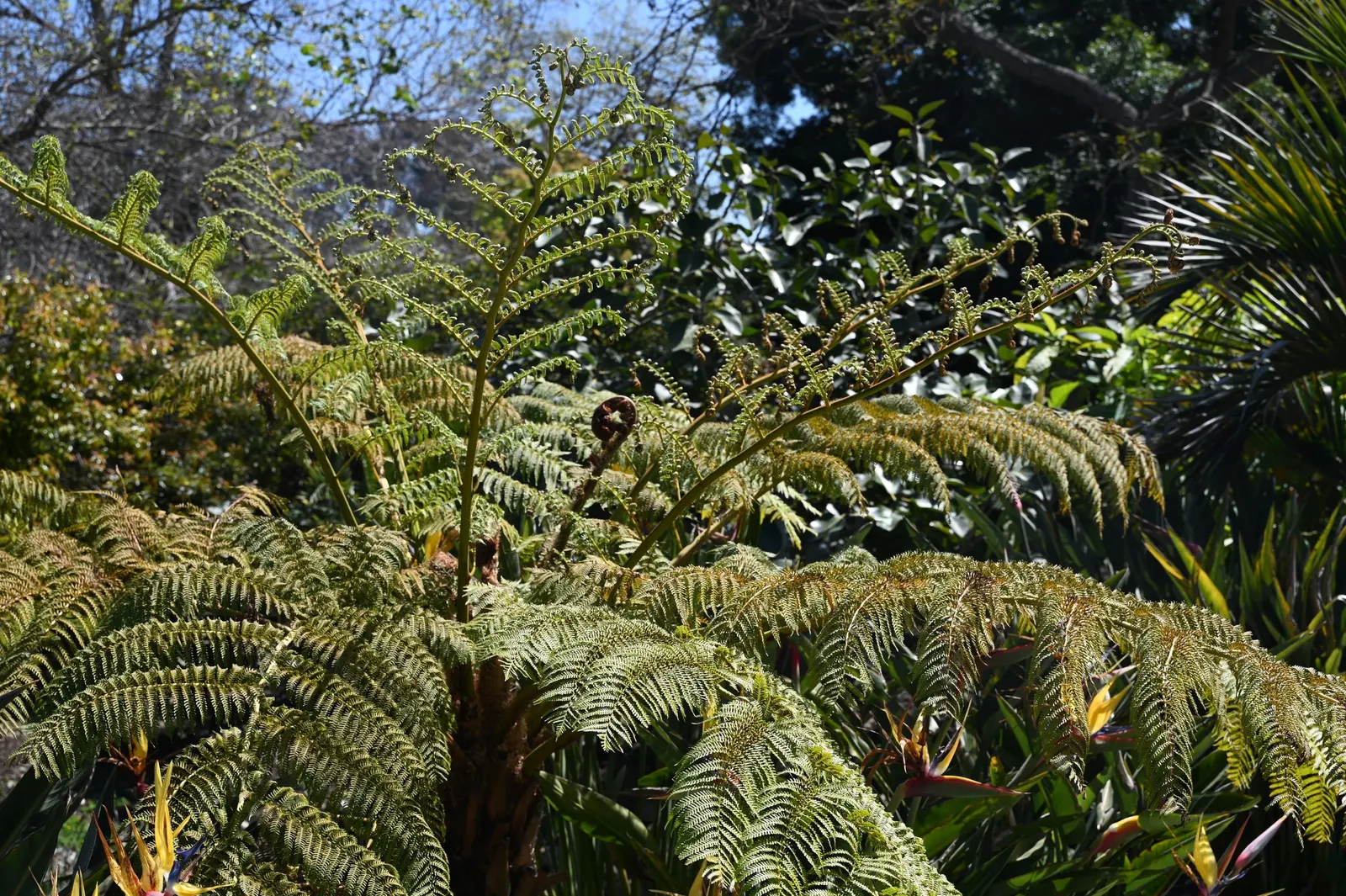 Australian Tree Fern (Cyathea cooperi) — A mature specimen can attain a height of about 15-20 feet; clients should be aware that although, image 85