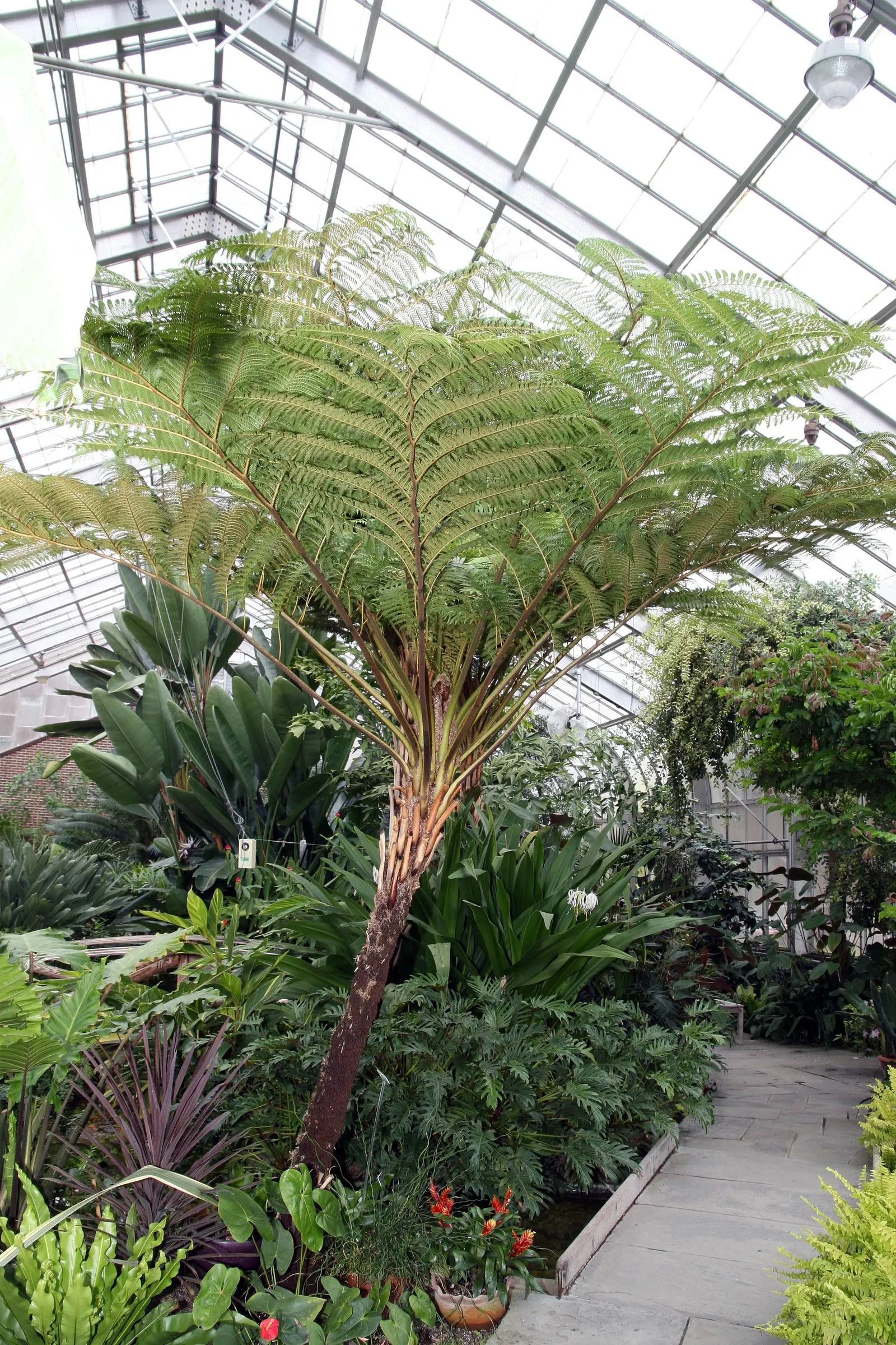 Australian Tree Fern (Cyathea cooperi) — this fern ultimately requires space to flourish and achieve its full; especially during dry spells, image 80