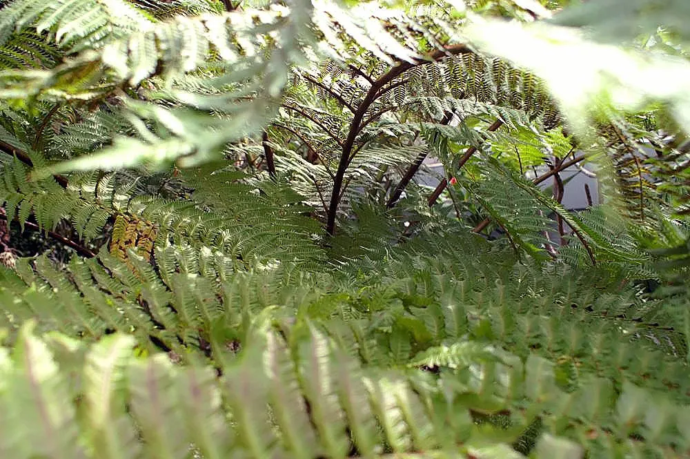 Australian Tree Fern (Cyathea cooperi) — Its root system is relatively shallow