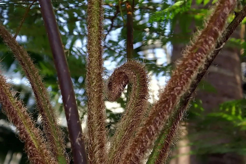 Australian Tree Fern (Cyathea cooperi) — erect trunk that can grow to 12 inches in diameter
