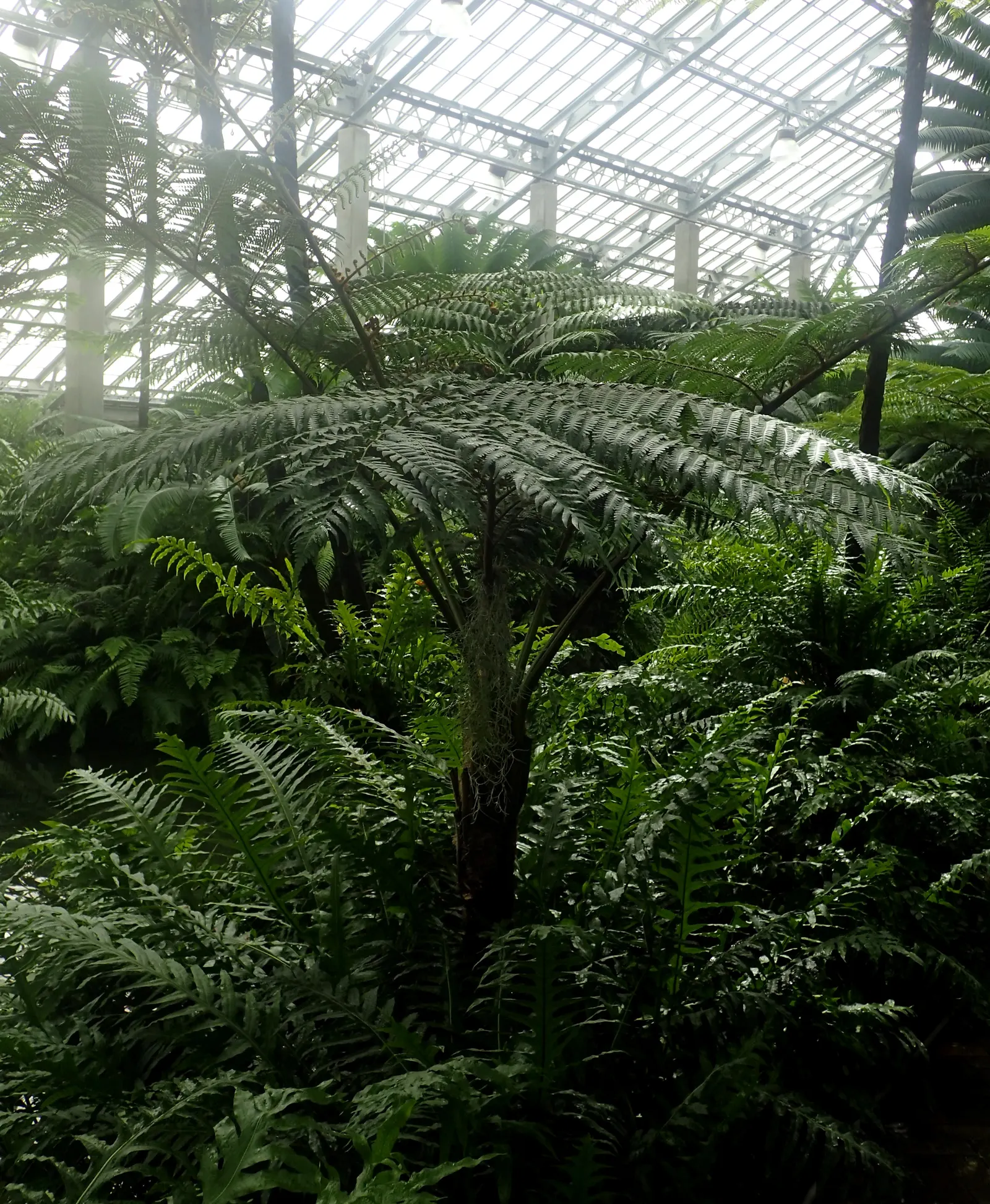 Australian Tree Fern (Cyathea cooperi) — while resistant to brief chills