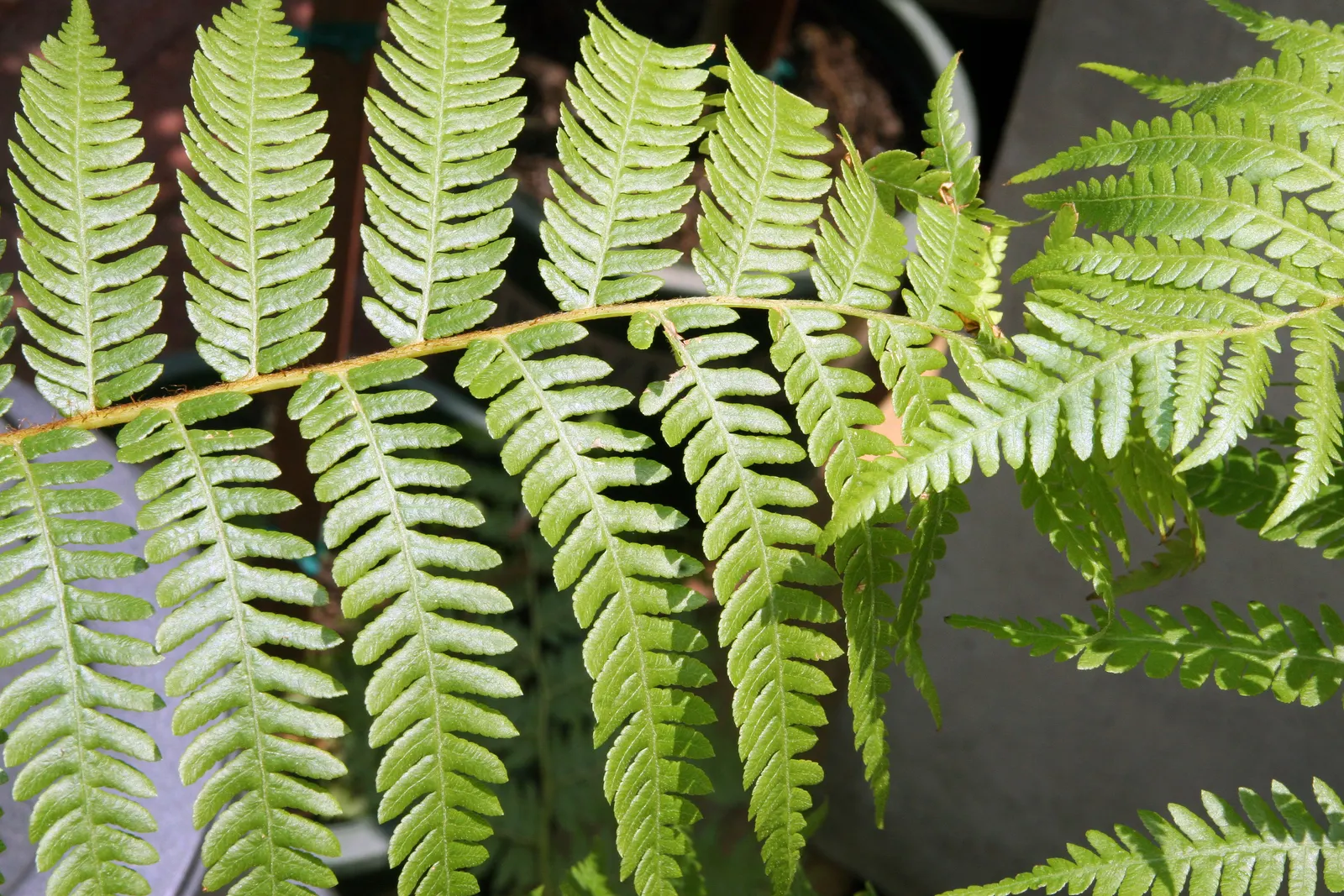 Australian Tree Fern (Cyathea cooperi) — while resistant to brief chills; the Australian Tree Fern offers an exotic touch with its feathery fronds, image 73