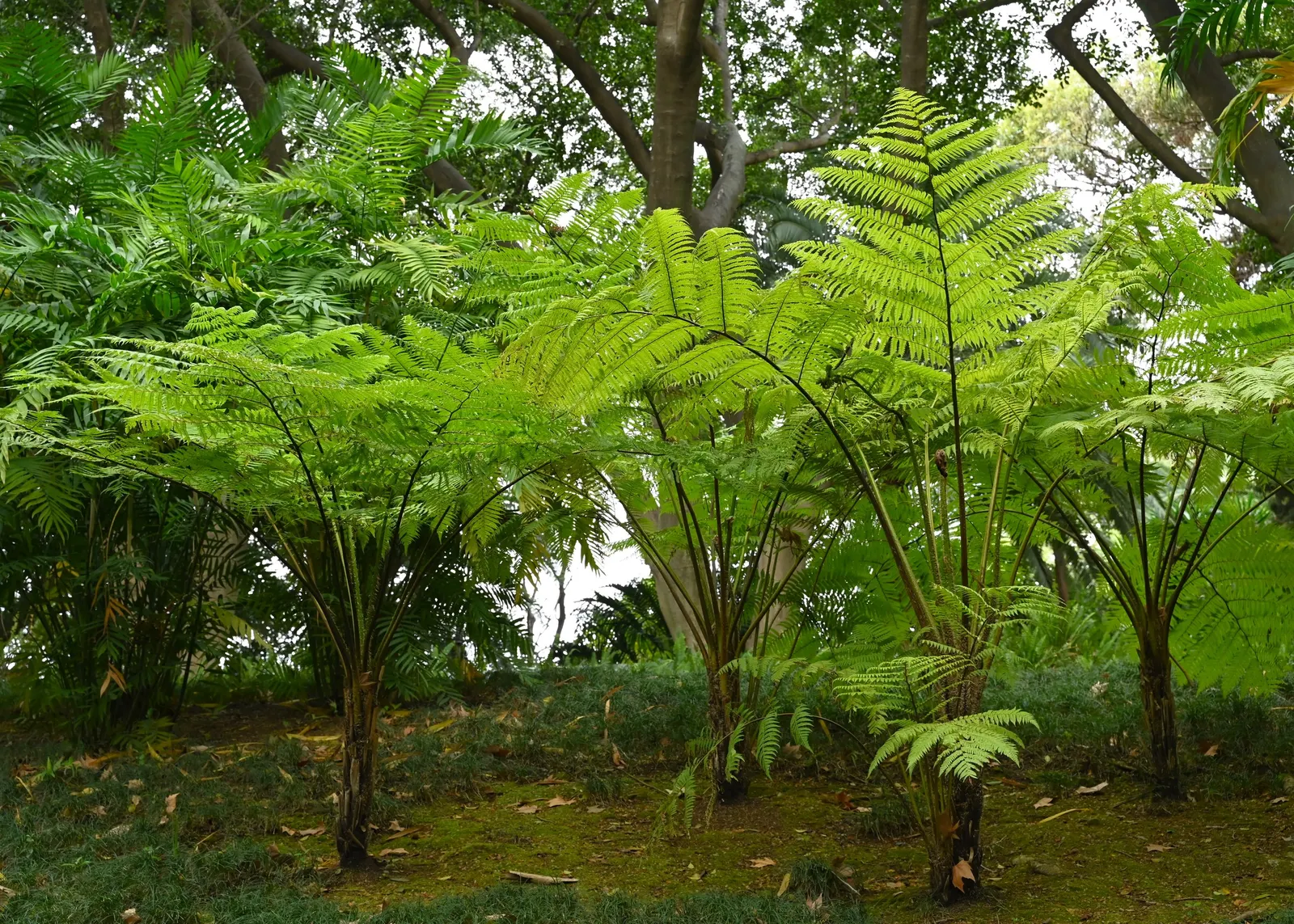 Australian Tree Fern (Cyathea cooperi) — or adding a tropical flair to the garden