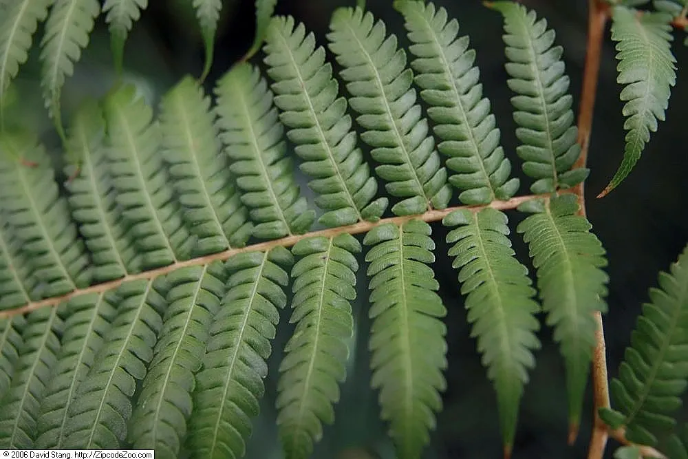 Australian Tree Fern (Cyathea cooperi) — the Australian Tree Fern offers an exotic touch with its feathery fronds and tree-like appearance; its, image 76