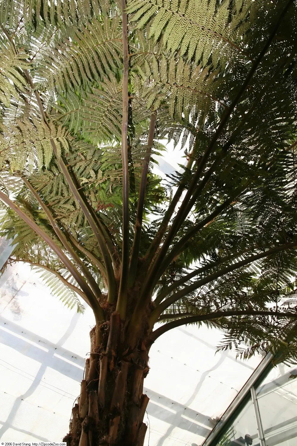 Australian Tree Fern (Cyathea cooperi) — the fern does not tolerate sustained temperatures below 20&deg;F; this fast-growing fern thrives in USDA, image 74