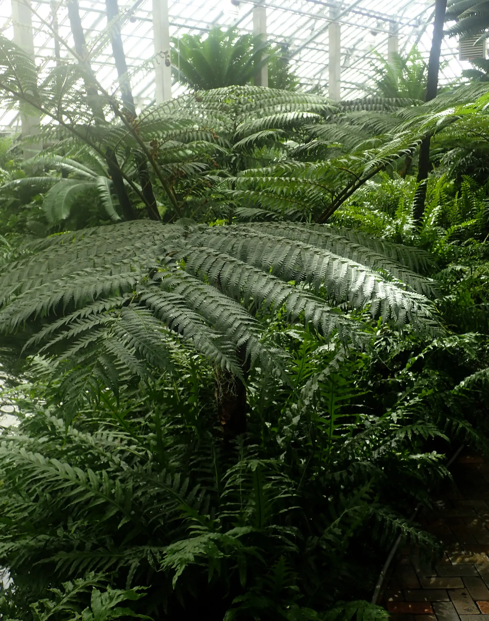 Australian Tree Fern (Cyathea cooperi) — to keep the soil evenly moist but not waterlogged; australian Tree Fern requires consistently moist, image 99