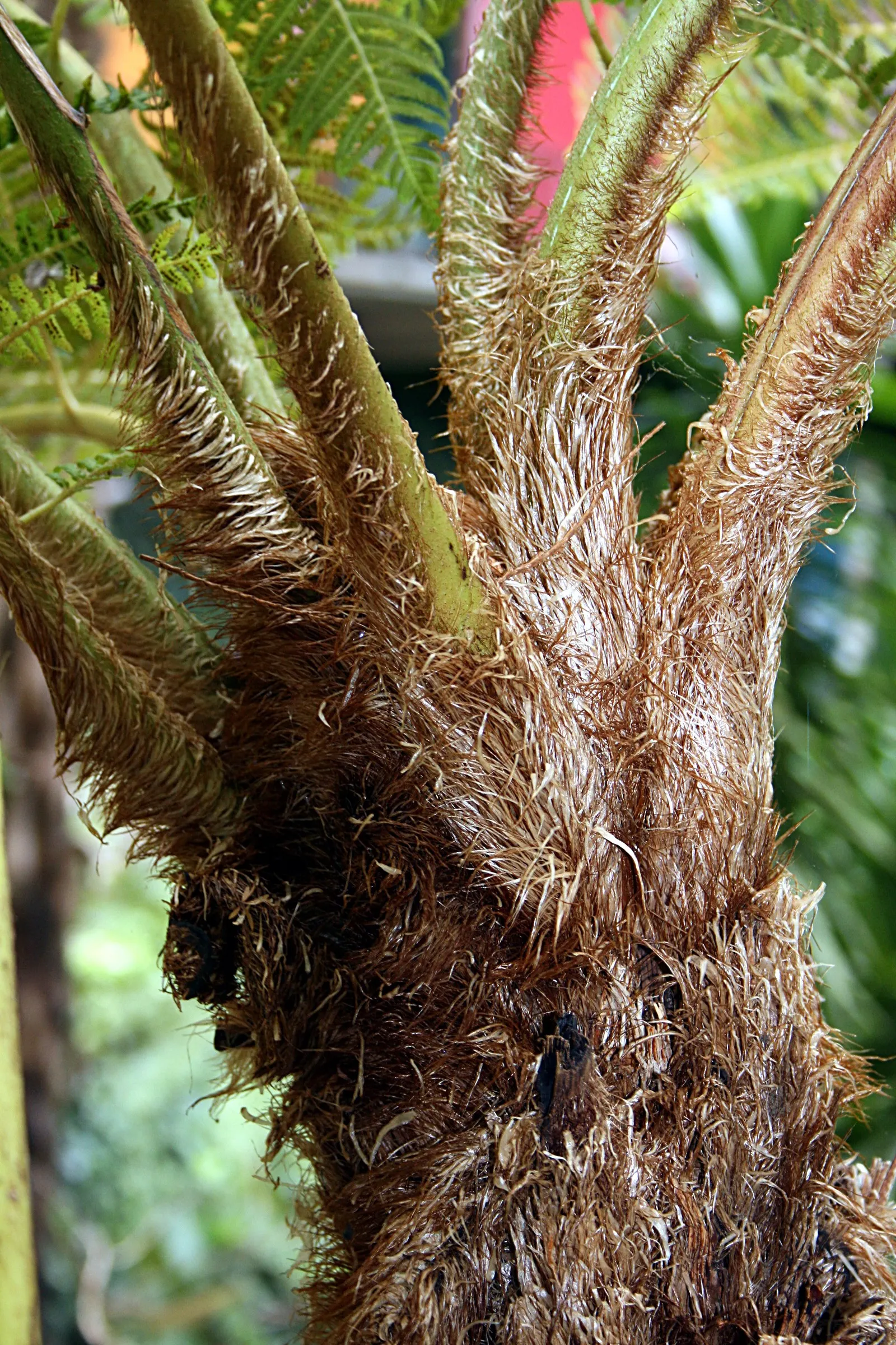 Australian Tree Fern (Cyathea cooperi) — the fern does not tolerate sustained temperatures below 20&deg;F