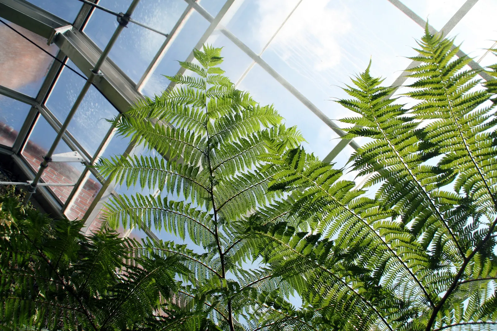 Australian Tree Fern (Cyathea cooperi) — is a magnificent and lush perennial plant that adds a strikingly verdant presence to any garden setting, image 88