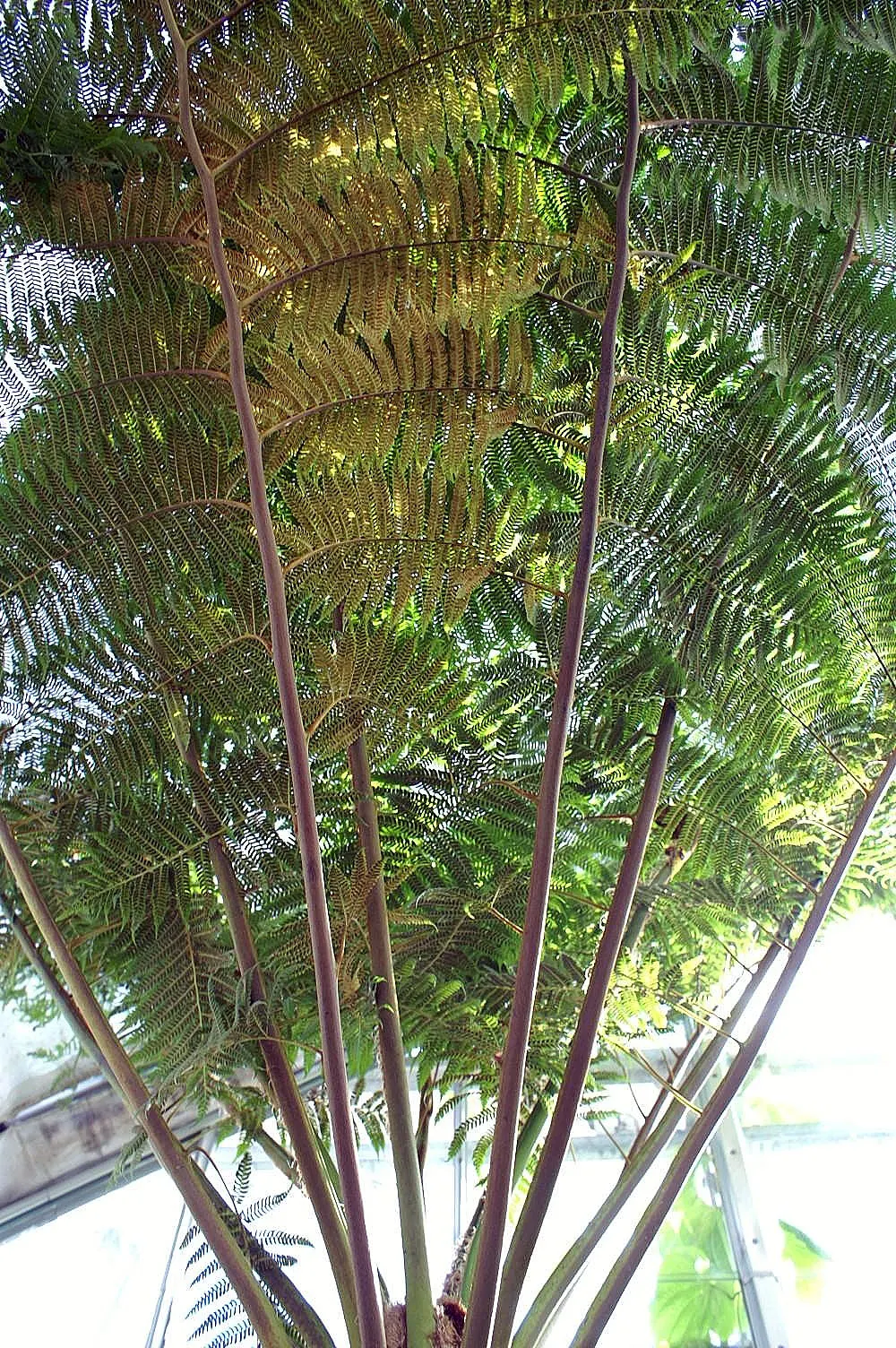 Australian Tree Fern (Cyathea cooperi) — this fern ultimately requires space to flourish and achieve its full; especially during dry spells, image 107