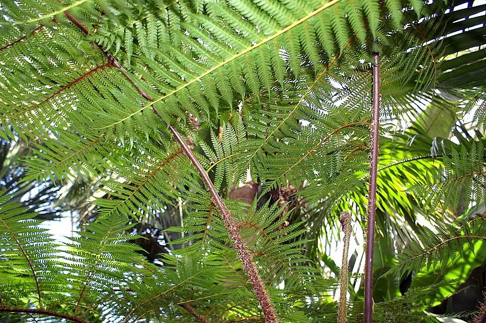 Australian Tree Fern (Cyathea cooperi) — with a spread of 12-15 feet