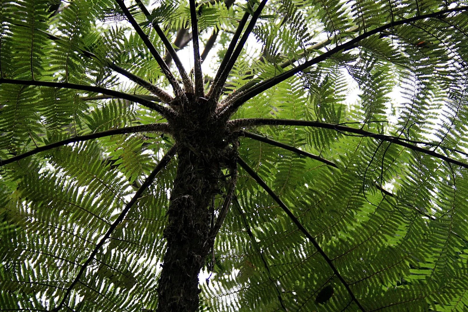 Australian Tree Fern (Cyathea cooperi) — erect trunk that can grow to 12 inches in diameter; it prefers a sheltered location with dappled sunlight, image 91