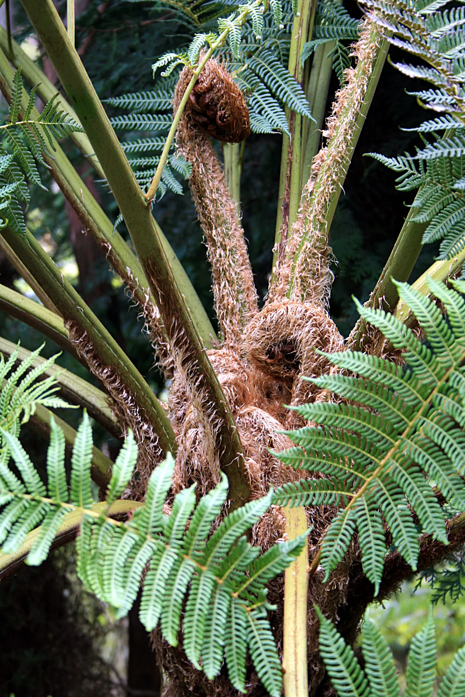 Australian Tree Fern (Cyathea cooperi) — though typically less in cultivated landscapes.<br><br>Originating from the Eastern parts of Australia, image 92