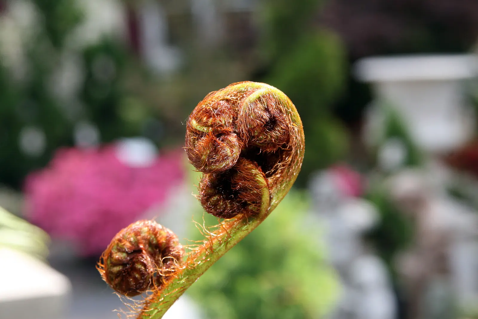 Australian Tree Fern (Cyathea cooperi) — is an elegant species featuring lush green fronds that can reach 10-15 feet in length; a mature specimen, image 82