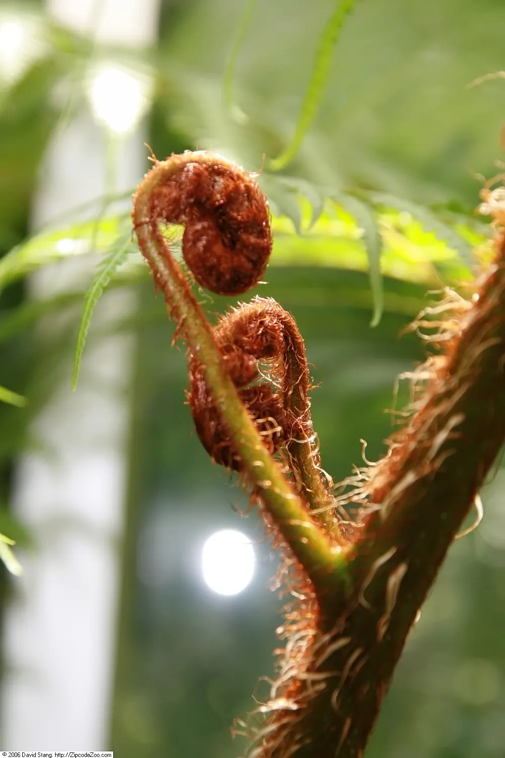 Australian Tree Fern (Cyathea cooperi) — is a magnificent and lush perennial plant that adds a strikingly verdant presence to any garden setting