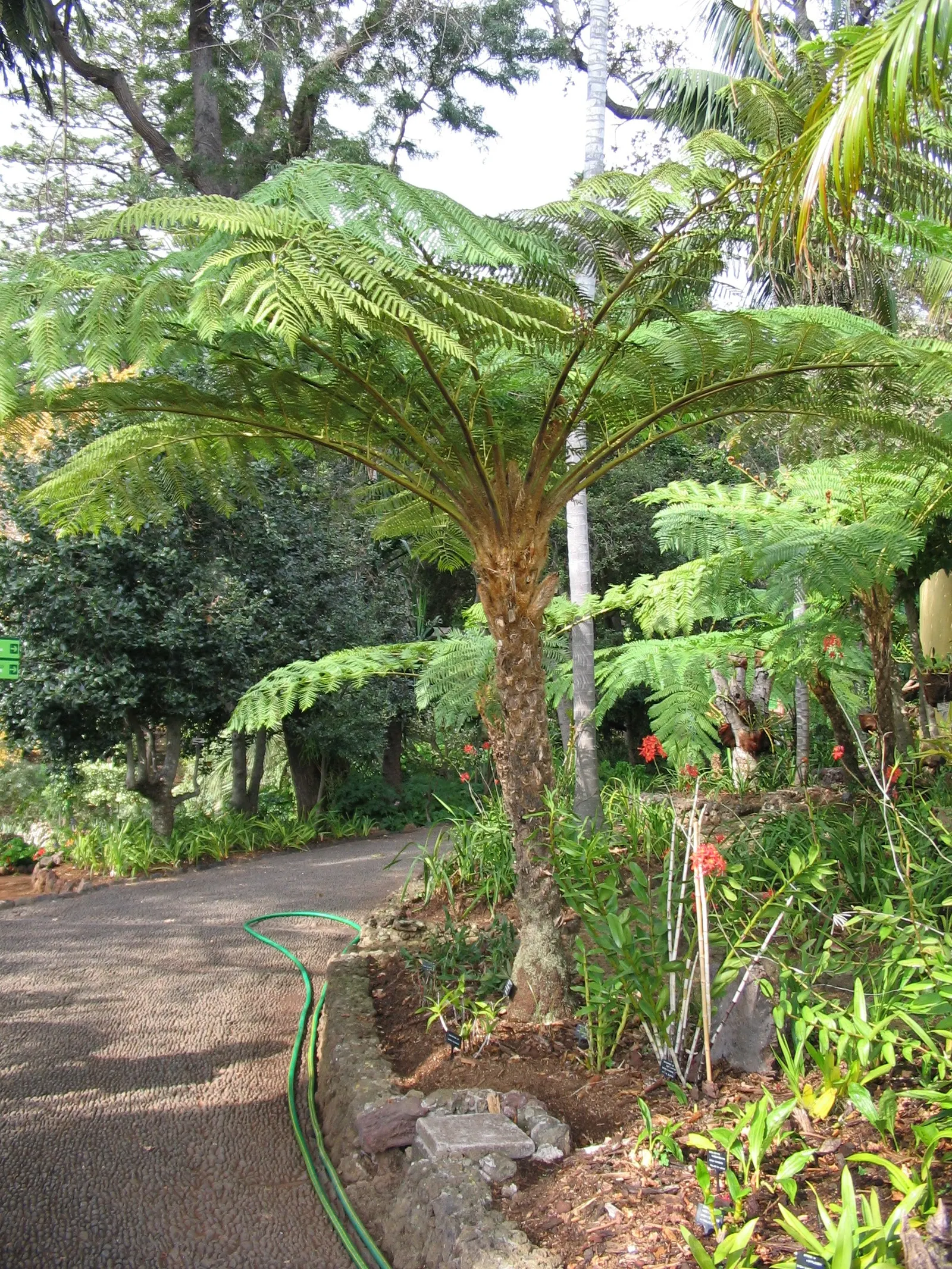 Australian Tree Fern (Cyathea cooperi) — ideal for creating a focal point