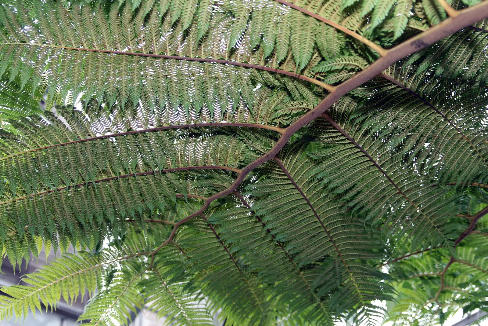 Australian Tree Fern (Cyathea cooperi) — Australian Tree Fern requires consistently moist, well-drained soil that is rich in organic matter; if, image 96